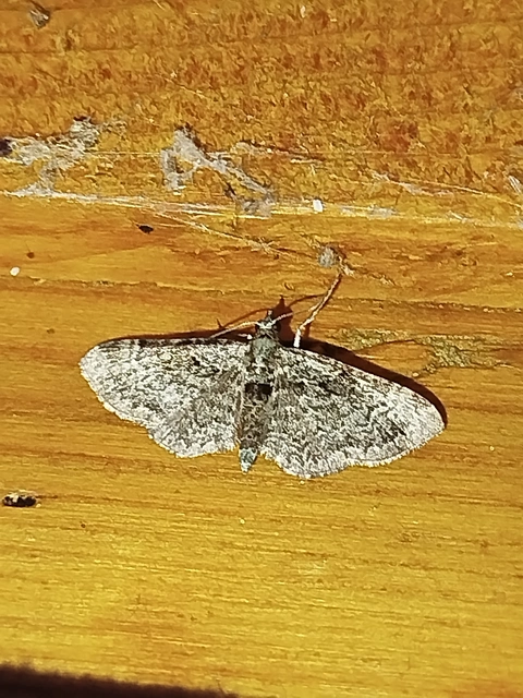 Pasiphila rectangulata - almavirág-araszoló