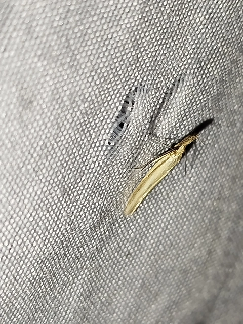 Pleurota pyropella - tüzes csíkosmoly