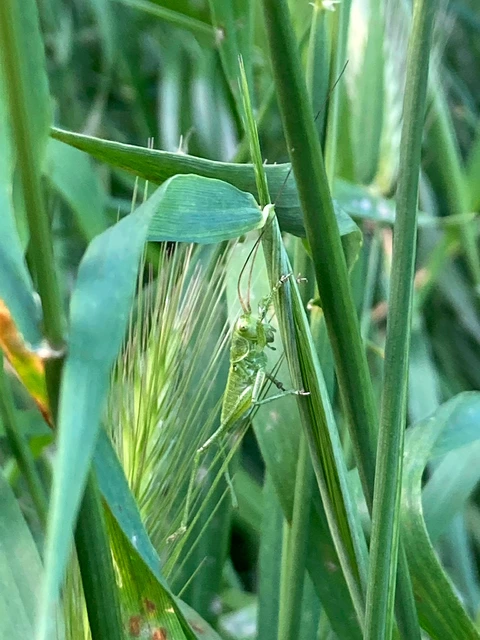 Tettigonia