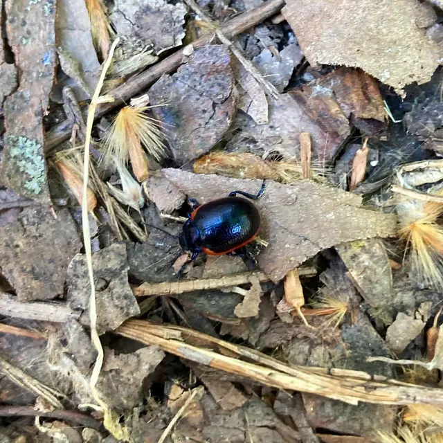 Chrysolina rossia - trapézhátú szegélyeslevelész