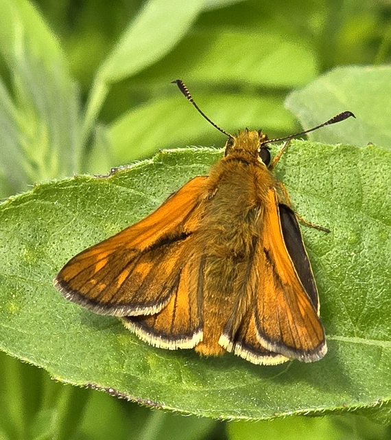 Ochlodes sylvanus - erdei busalepke