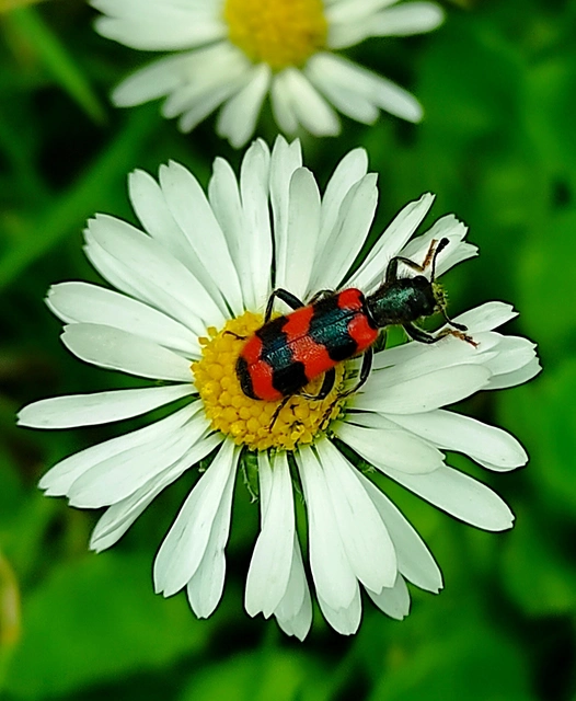 Trichodes apiarius - szalagos méhészbogár