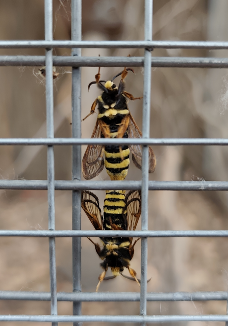 Sesia apiformis - darázslepke