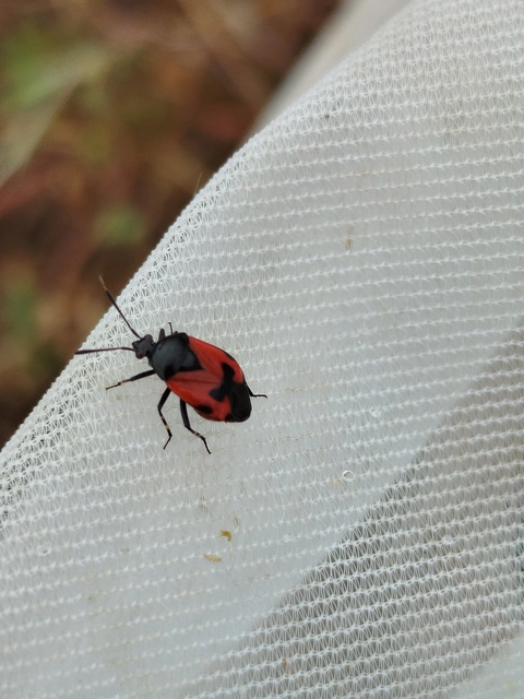 Deraeocoris rutilus - cinóber mezeipoloska