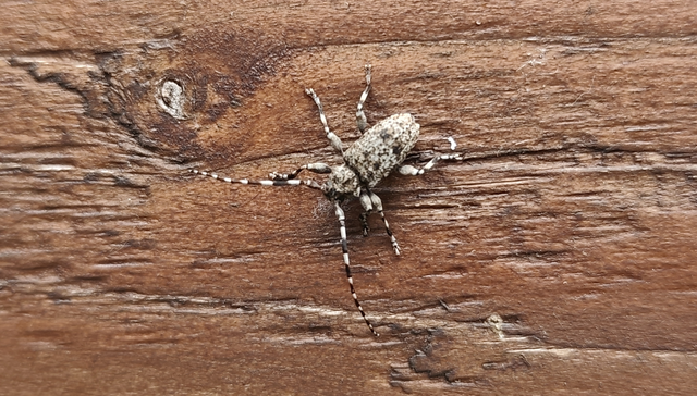 Aegomorphus clavipes - tarka cincér Aegomorphus clavipes - tarka cincér