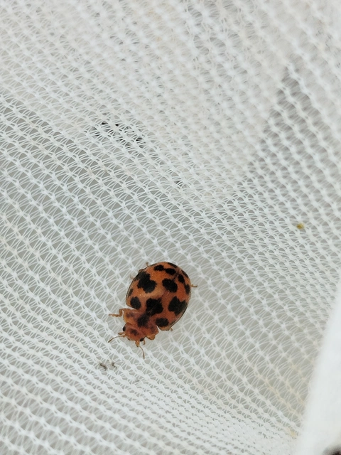 Subcoccinella vigintiquatuorpunctata - lucernaböde