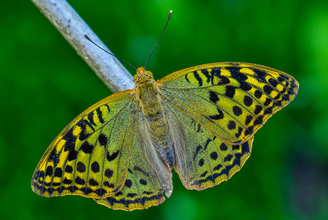 Argynnis pandora - zöldes gyöngyházlepke