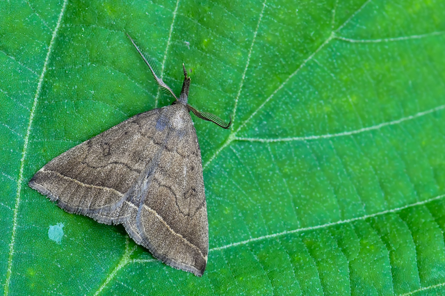 Pechipogo plumigeralis - tollascsápú karcsúbagoly