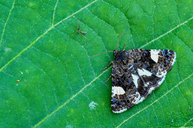 Tyta luctuosa - fekete nappalibagoly
