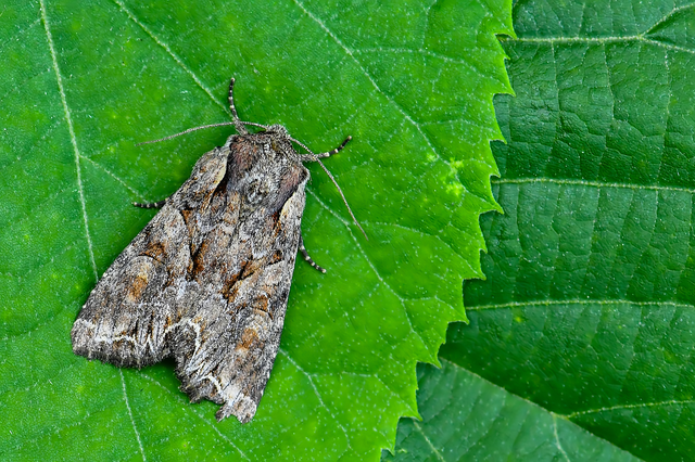 Lacanobia thalassina - borbolya-kertibagoly