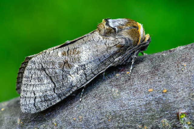 Cossus cossus - fűzfarontólepke