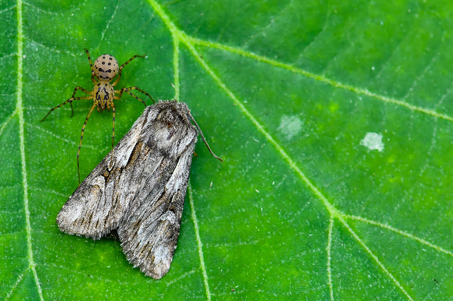 Chloantha hyperici - orbáncfű-sugarasbagoly