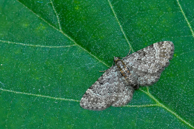Pasiphila chloerata - hamvas törpearaszoló
