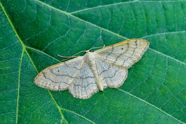 Idaea aversata - nagy sávosaraszoló