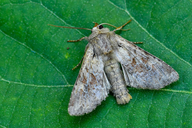 Apamea sordens - kalászrágó dudvabagoly