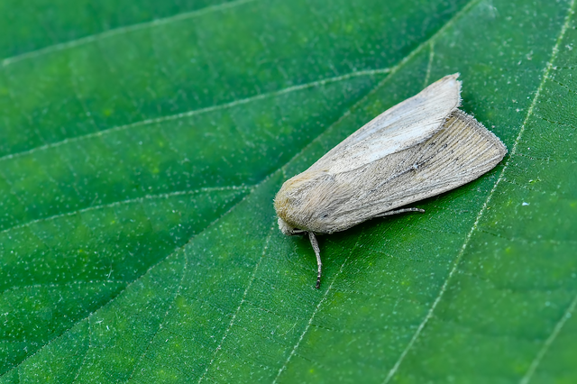 Leucania obsoleta - pontozott rétibagoly