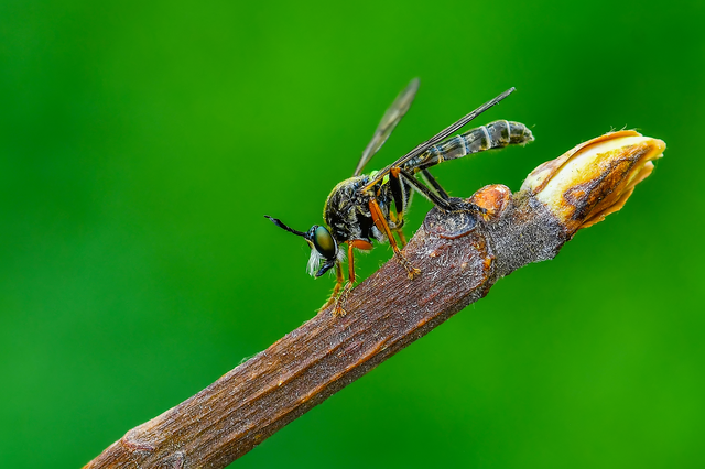 Diptera - Kétszárnyúak