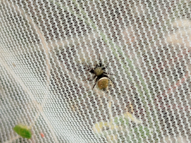 Heliophanus