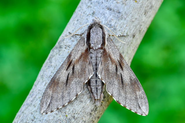 Hyloicus pinastri - fenyőszender
