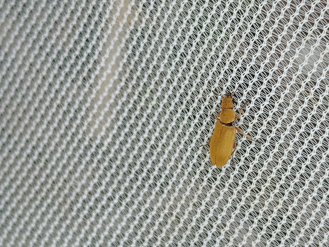 Danacea
