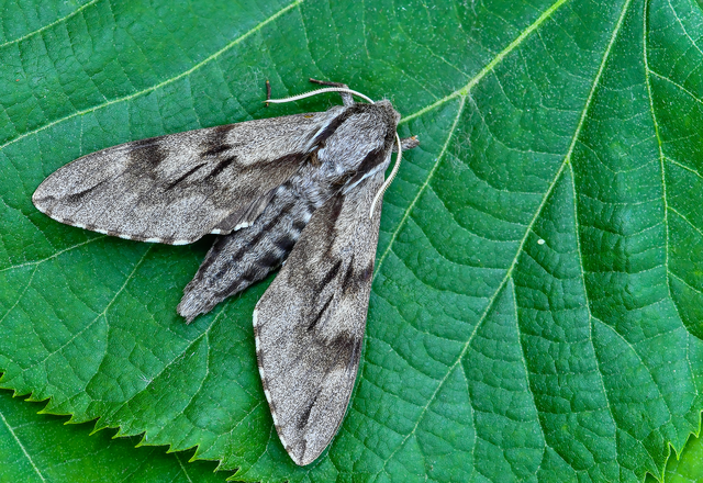Hyloicus pinastri - fenyőszender