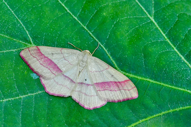 Rhodostrophia vibicaria - pirosszélű araszoló