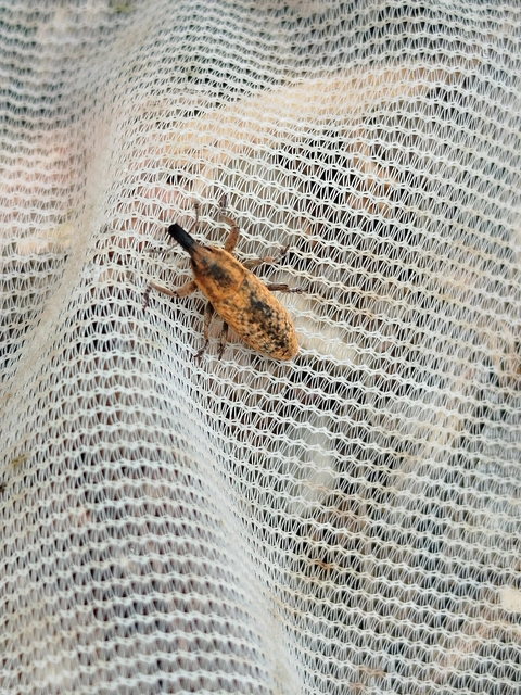 Lixus brevipes - vaskosorrú dudvabarkó