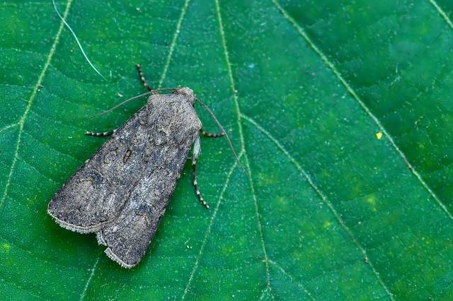Agrotis segetum - vetési földibagoly