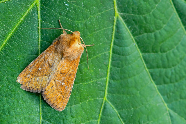 Mythimna albipuncta - fehérpettyes rétibagoly