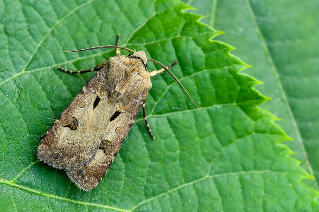 Agrotis exclamationis - felkiáltójeles földibagoly