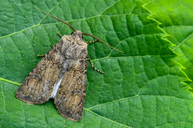 Agrotis segetum - vetési földibagoly