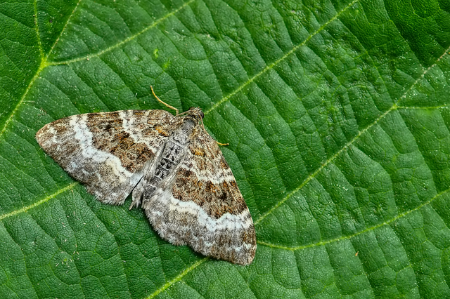 Epirrhoe alternata - galaj-tarkaaraszoló