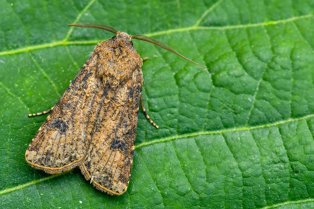 Agrotis segetum - vetési földibagoly