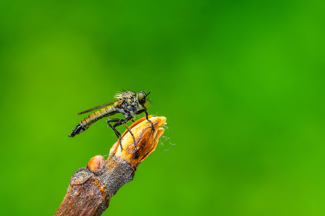 Diptera - Kétszárnyúak