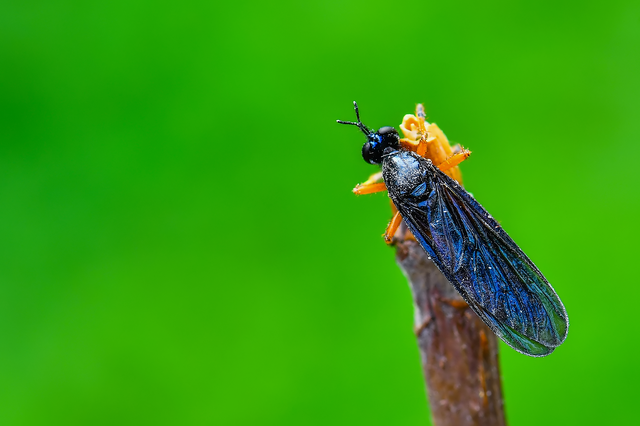 Diptera - Kétszárnyúak