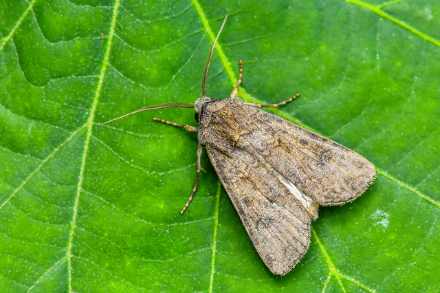 Agrotis segetum - vetési földibagoly