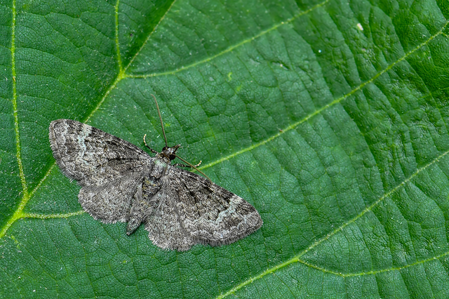 Pasiphila rectangulata - almavirág-araszoló