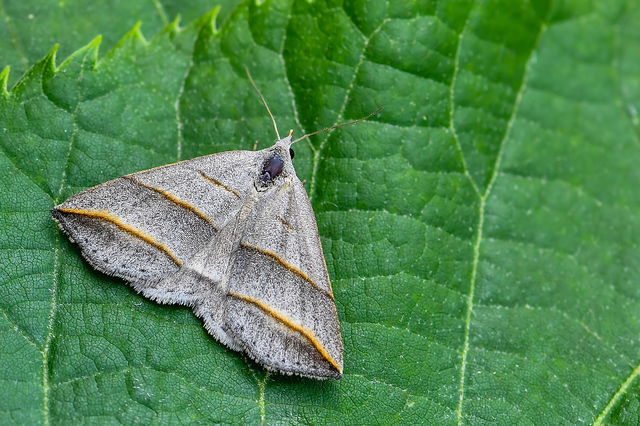 Colobochyla salicalis - háromsávos törpebagoly