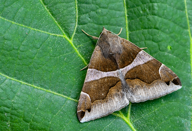 Dysgonia algira - déli porcelánbagoly