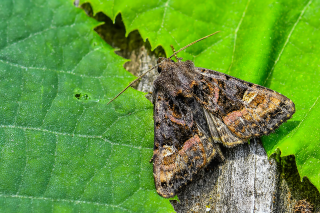 Euplexia lucipara - szeder-csipkésbagoly