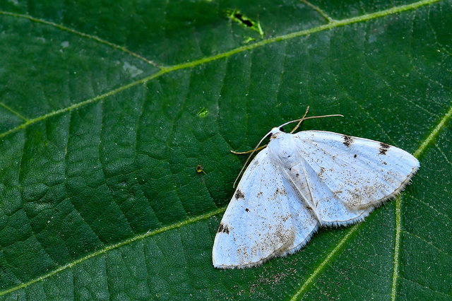 Lomographa bimaculata - kétpontos fehéraraszoló