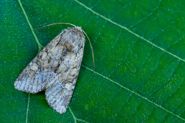 Apamea sordens - kalászrágó dudvabagoly