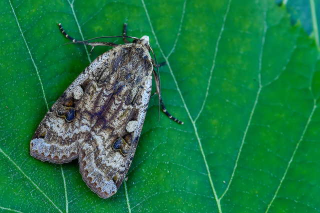 Noctua pronuba - nagy sárgafűbagoly