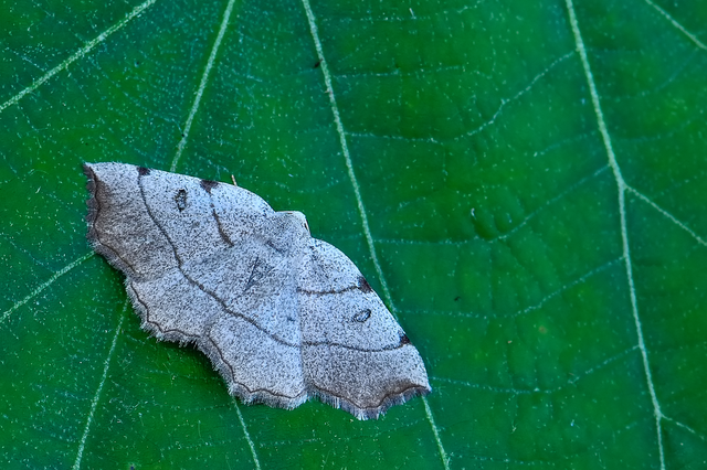Eilicrinia trinotata - háromjegyű araszoló