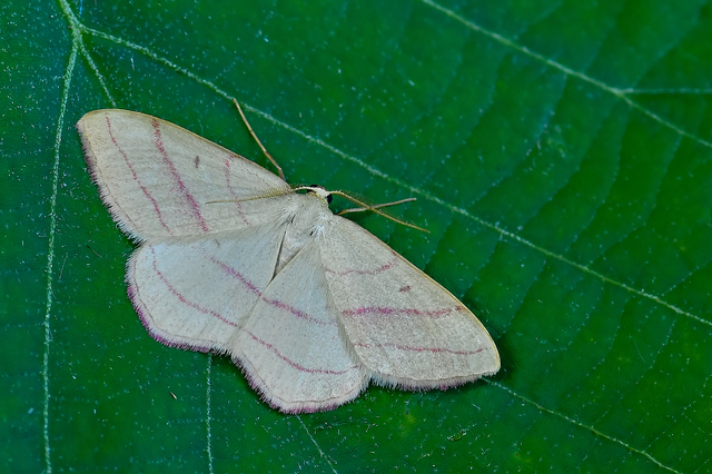 Rhodostrophia vibicaria - pirosszélű araszoló
