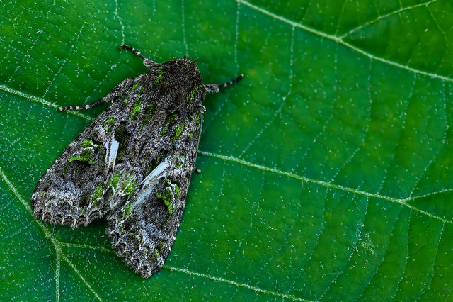 Trachea atriplicis - nyári zöldbagoly