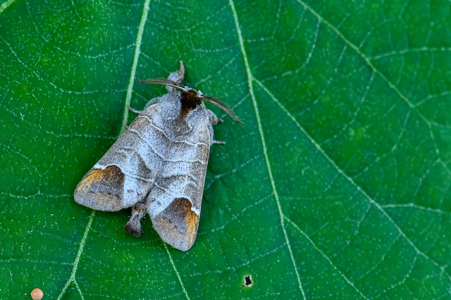 Clostera curtula - rövidszárnyú levélszövő