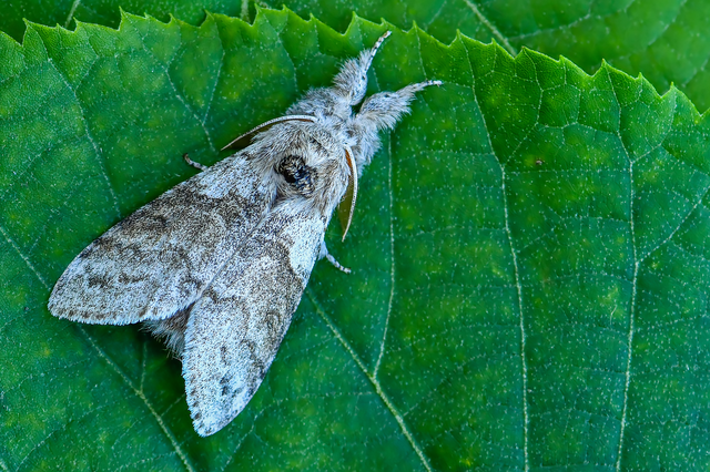 Calliteara pudibunda - hamvasszövő
