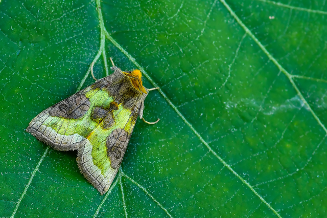 Diachrysia chrysitis/stenochrysis