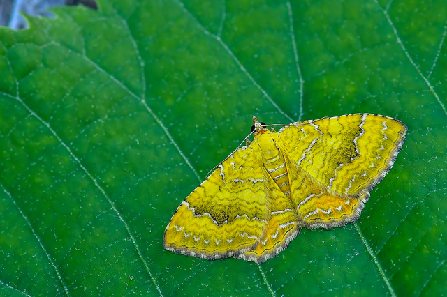 Camptogramma bilineata - kétvonalas sávosaraszoló